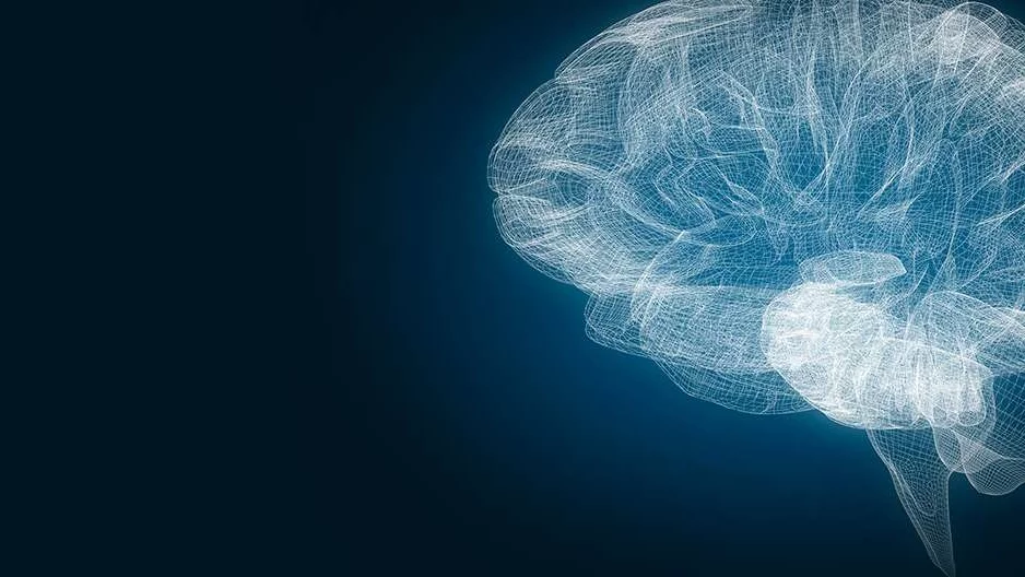 Brain